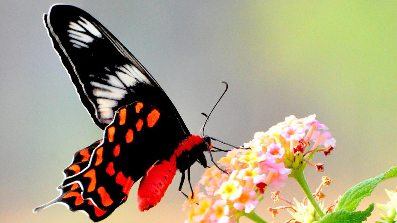 Butterfly Watching from Matale