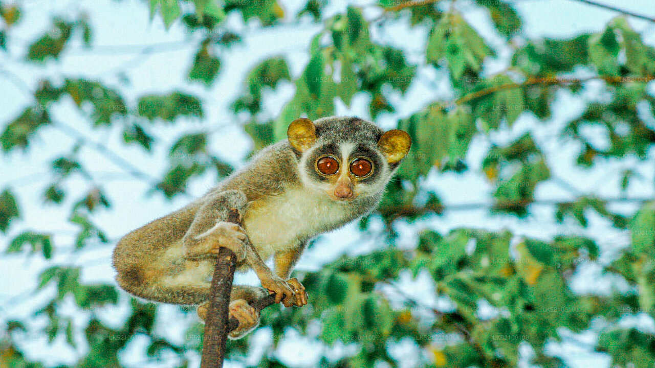 Loris Watching from Sigiriya