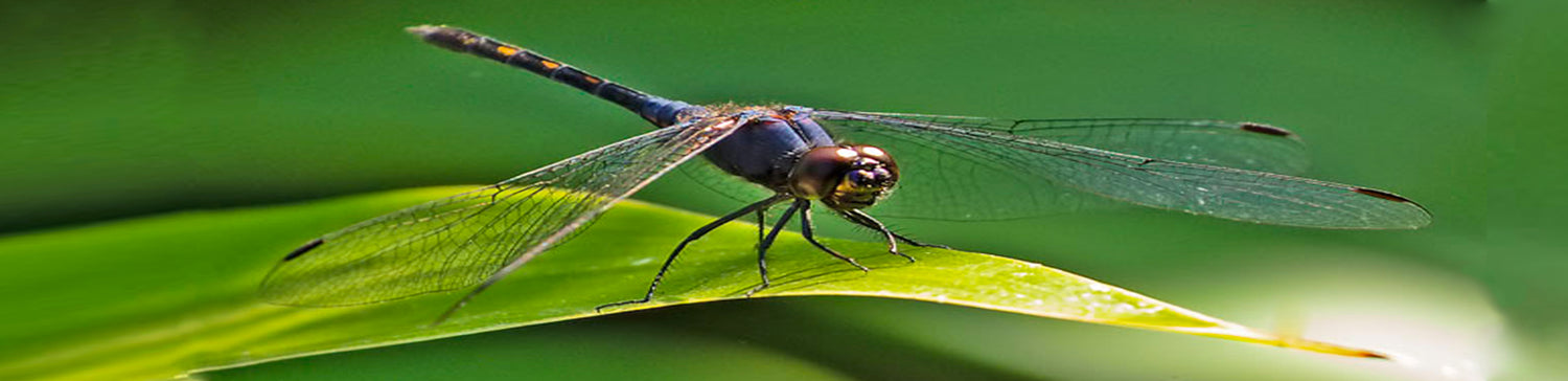 Dragonfly Watching from Kitulgala