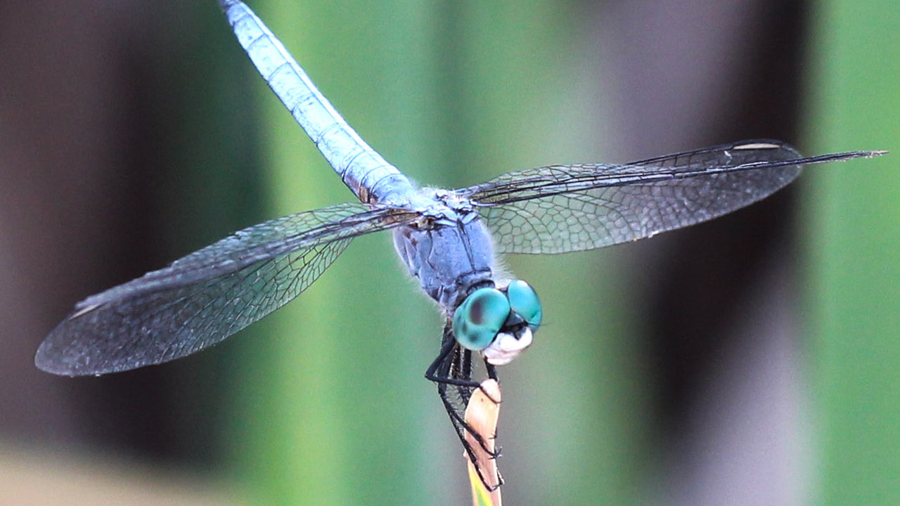 Dragonfly Watching from Sigiriya