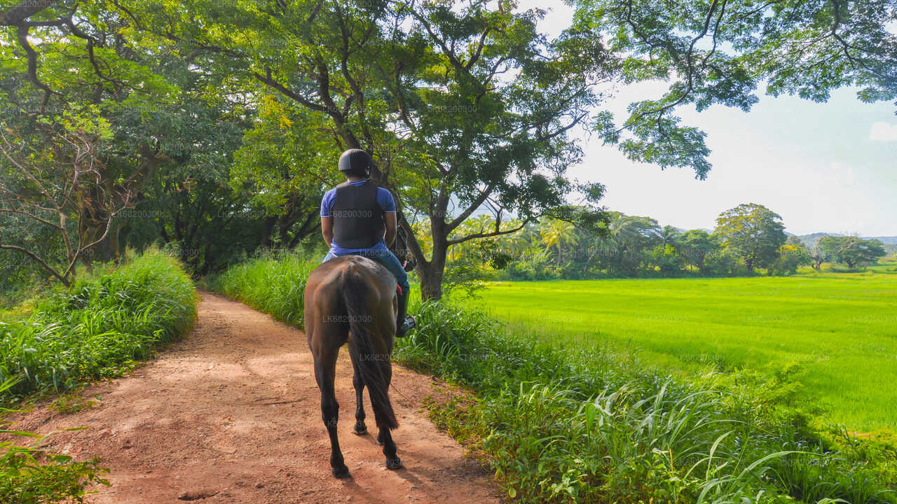 Horse-Riding from Sigiriya