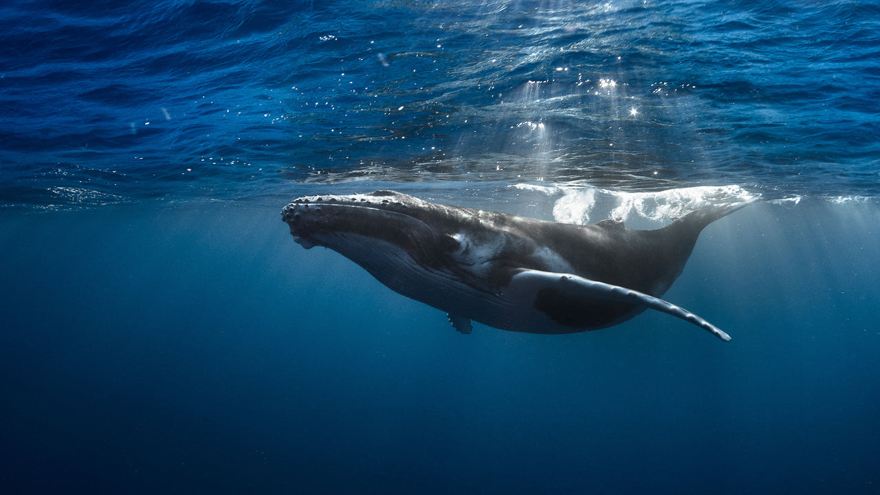 Whale Watching from Galle