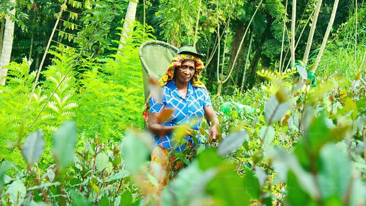 Tea Walking and Tasting Tour from Matara