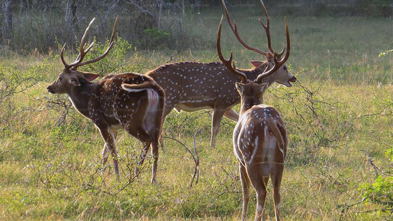 Wilpattu and Anuradhapura from Colombo (2 Days)