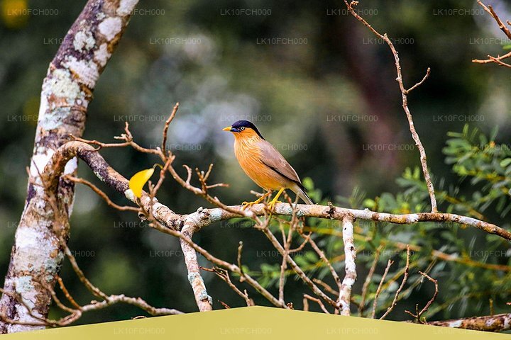 Endemic and Migrating Birdwatching Tour (15 Days)