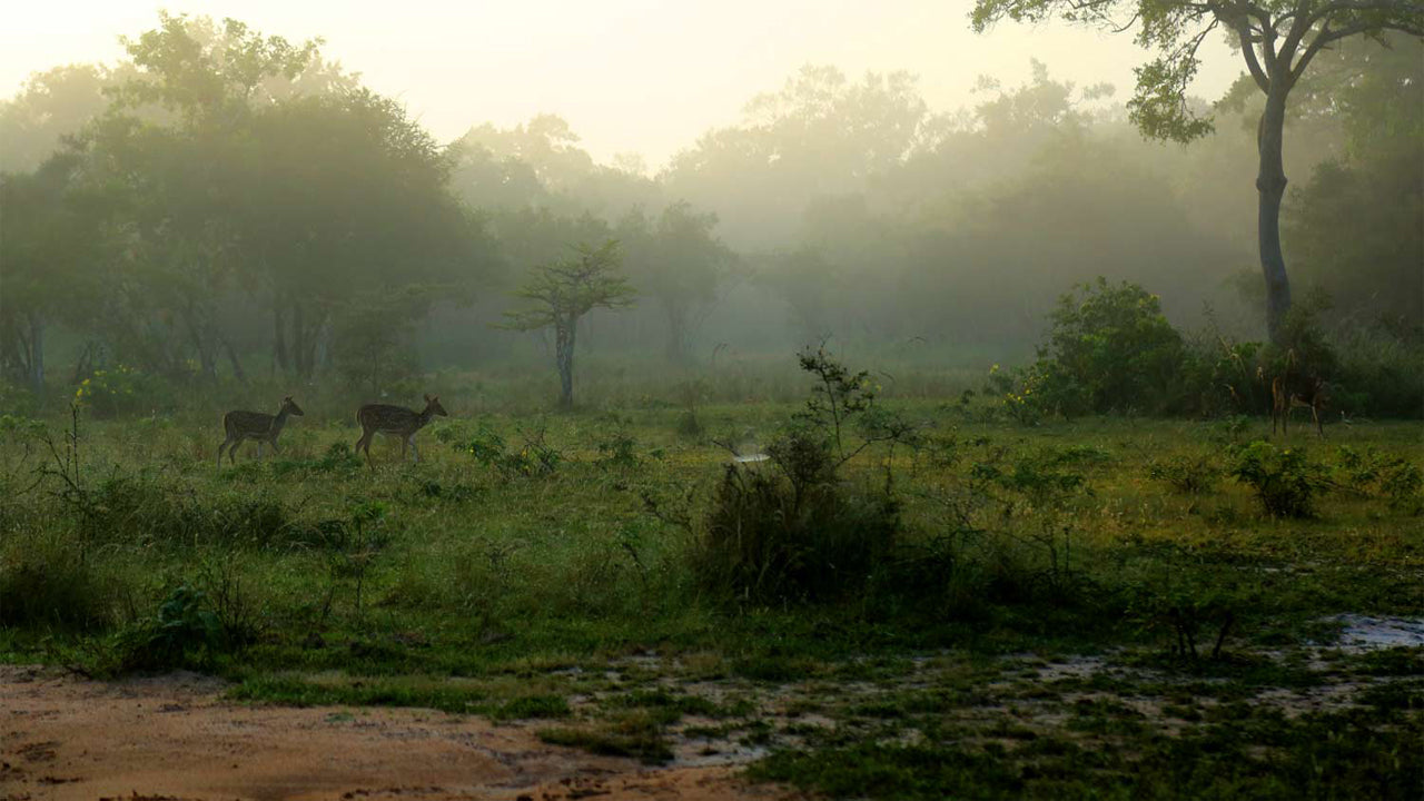 Governors River Lodge, Wilpattu