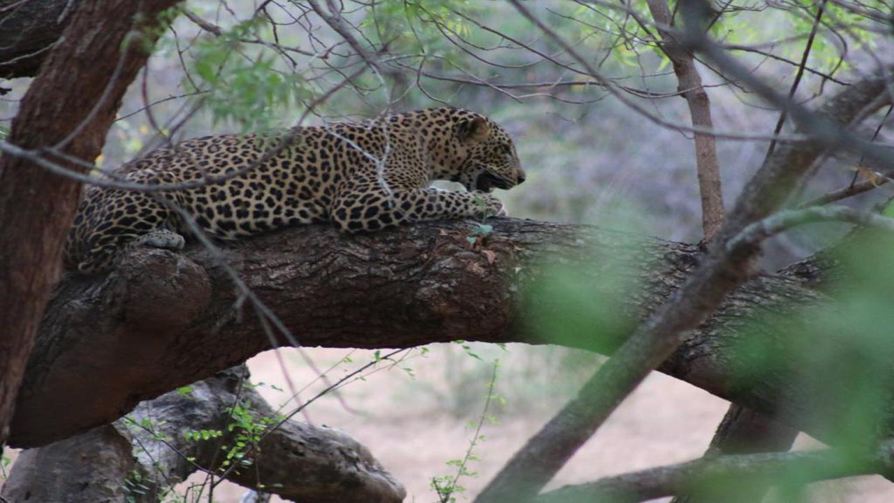 Wadula Safari - Yala, Kataragama