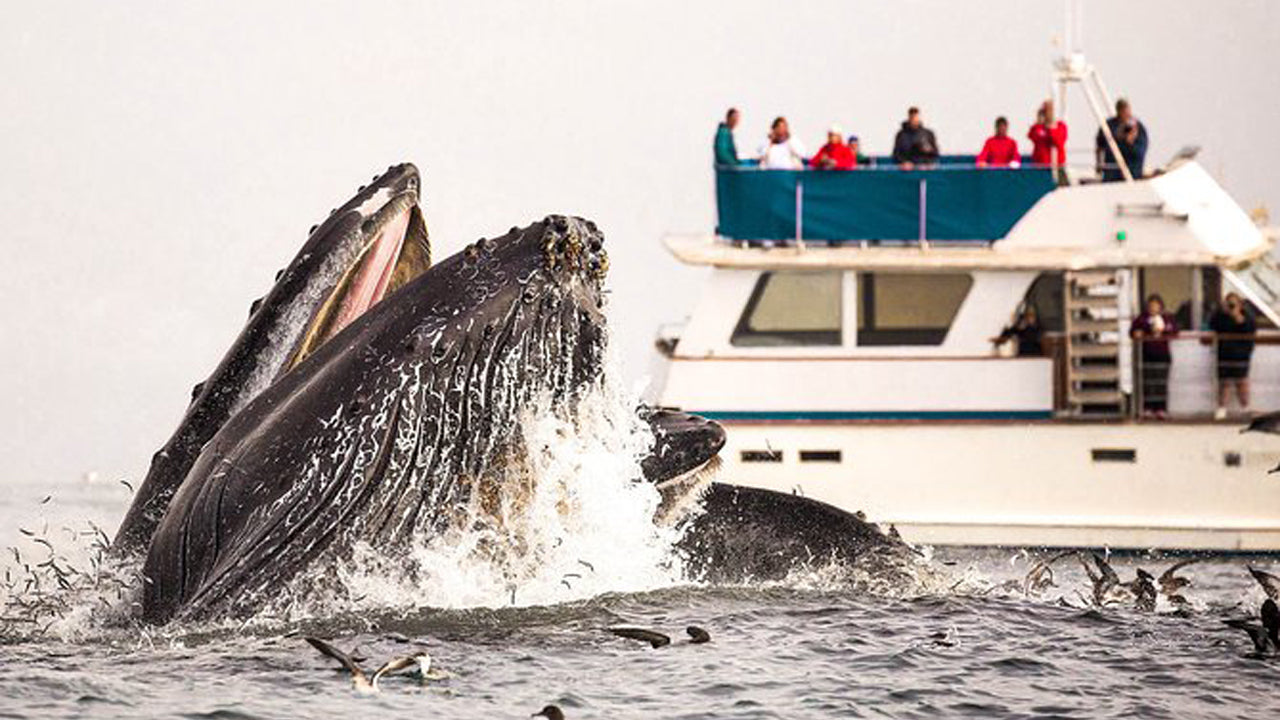 7 Hour whale watching cruise from Trincomalee