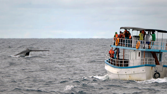 Shared Whale Watching Tour from Galle