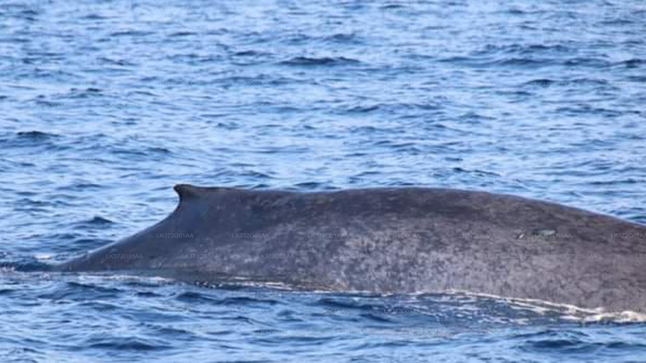 Whale Watching from Mirissa