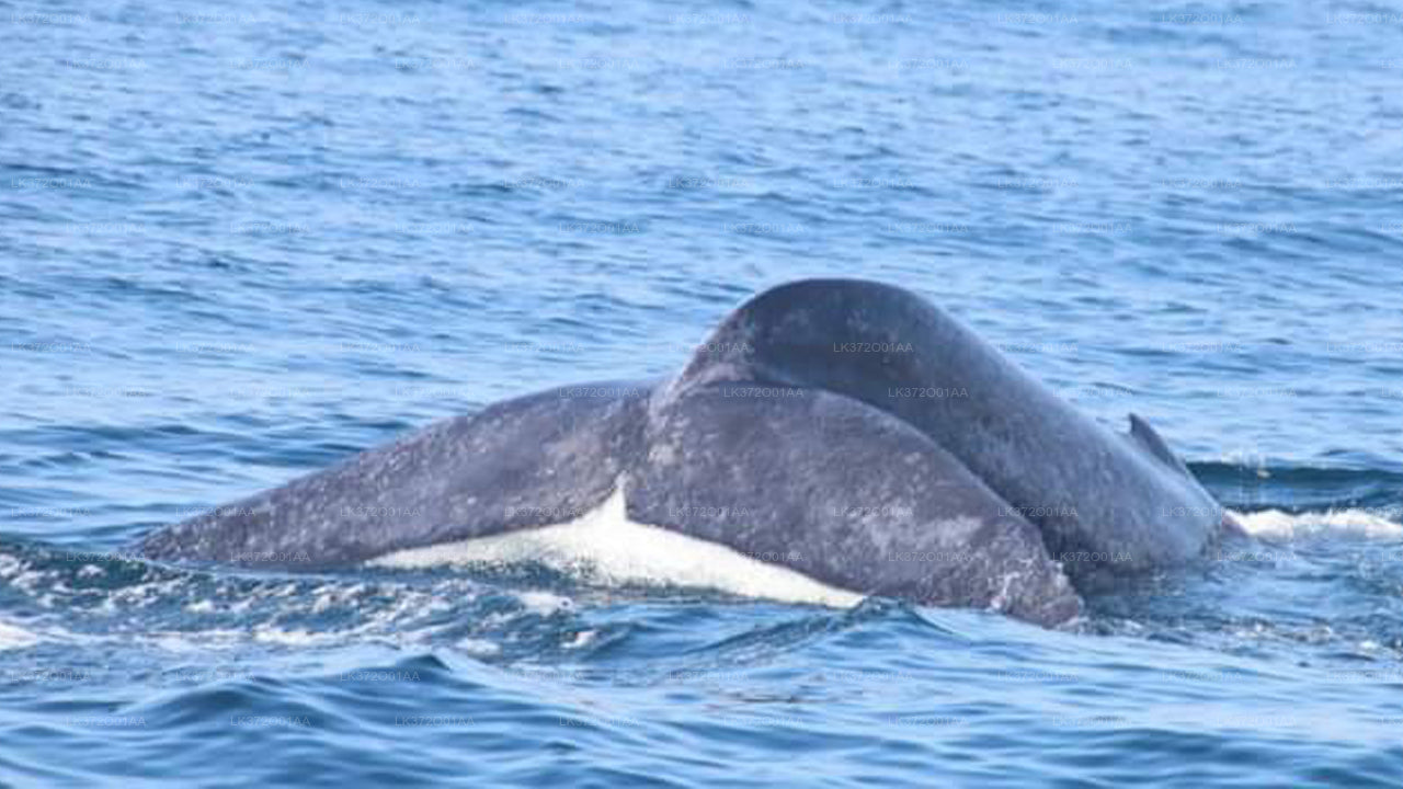 Whale Watching Boat Tour from Trincomalee