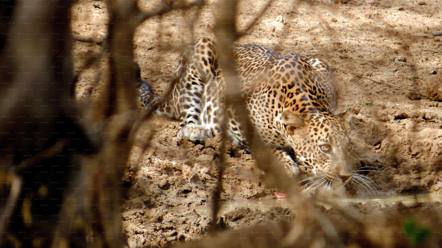 Yala National Park Private Safari with Naturalist