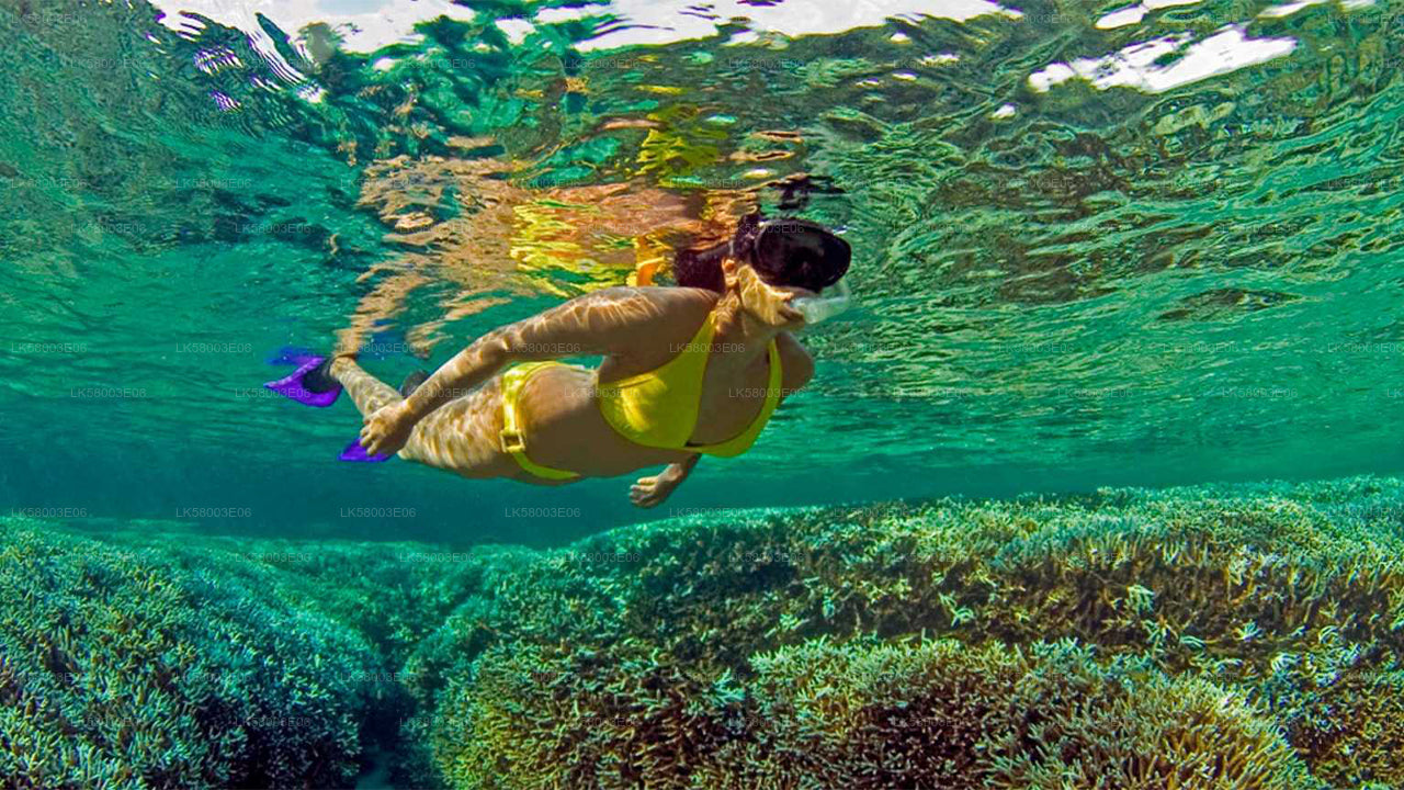 Snorkeling from Ahangama