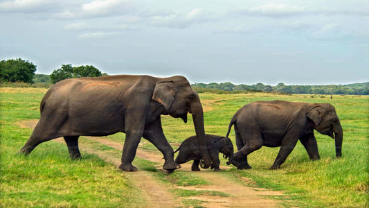Minneriya National Park Safari from Kitulgala