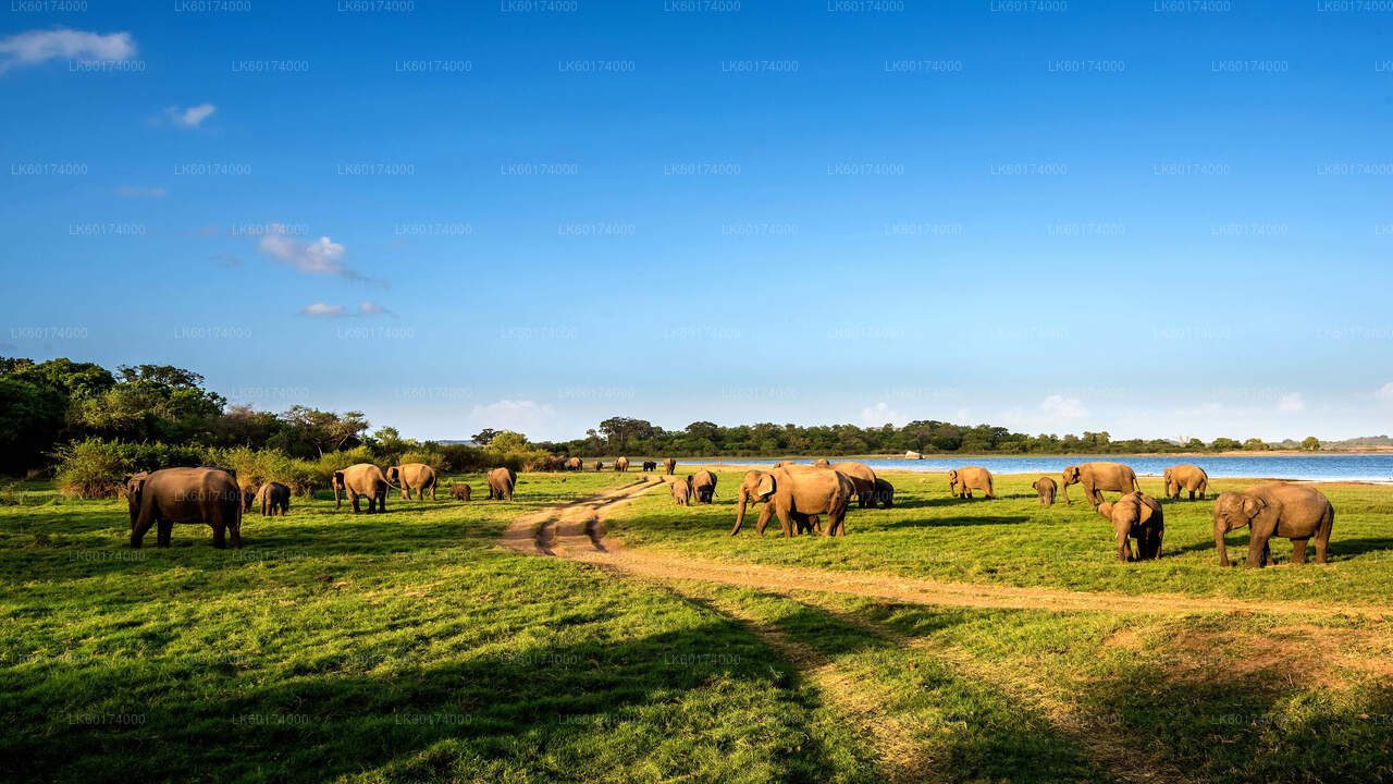 Minneriya National Park Safari from Kitulgala