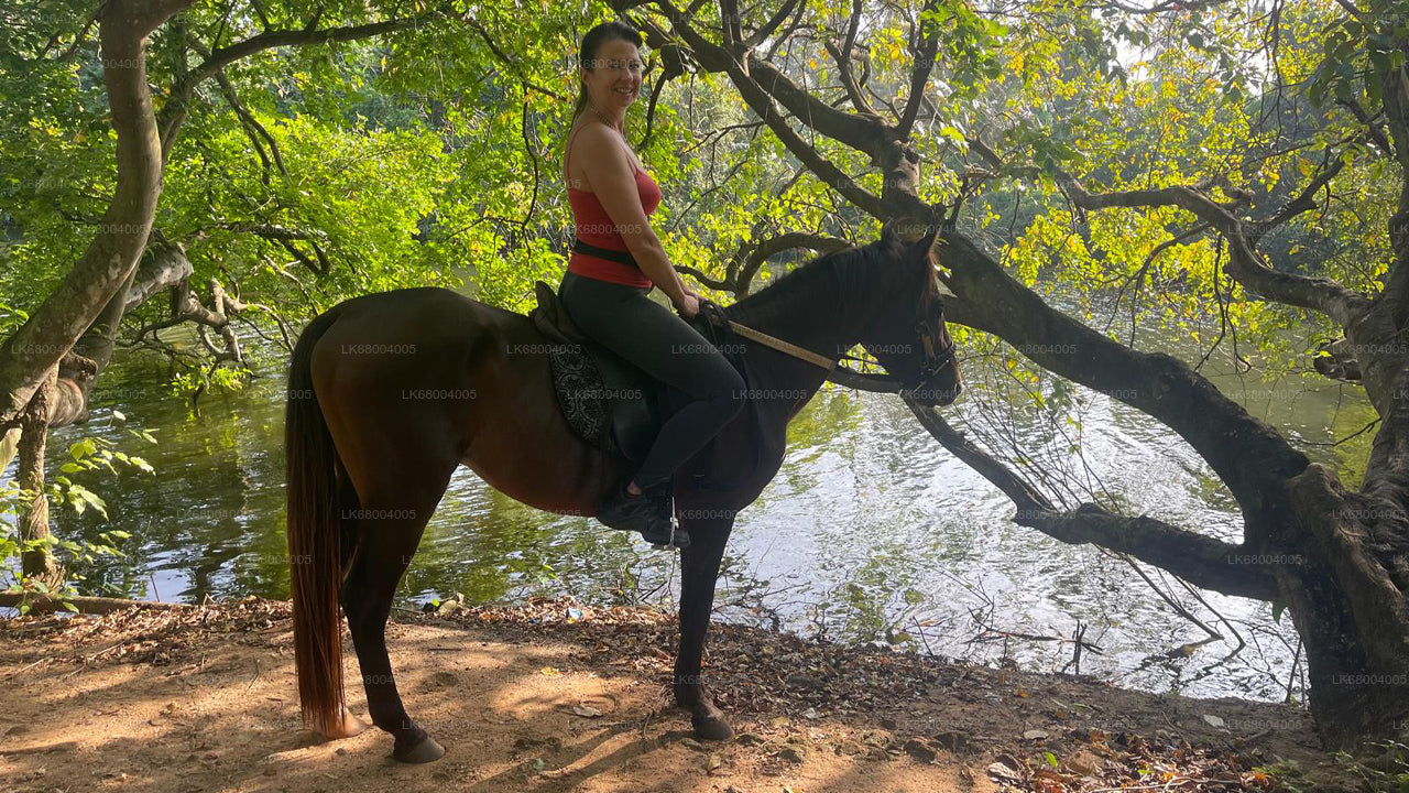 Horse Riding for Professionals from Negombo