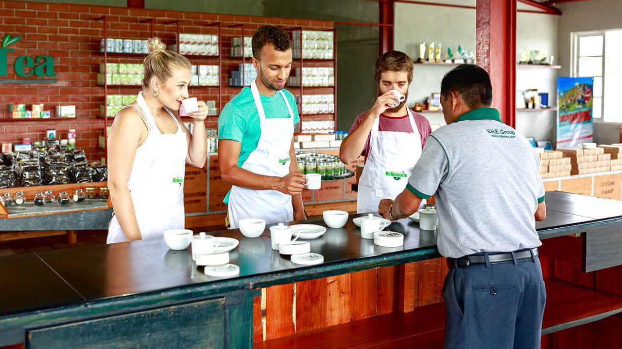 Ceylon Tea Tasting in Colombo