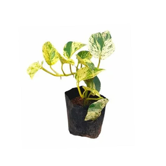 Golden Pothos Money Plant Flower and Exotic Plant