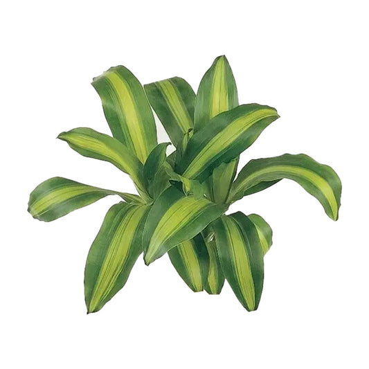 Lakpura Dracaena Massangeana (20 Leaves) Medium