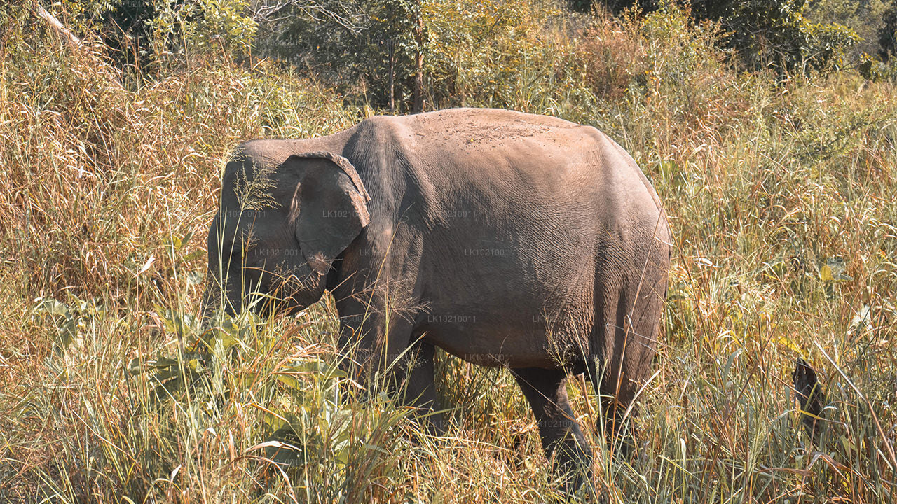 Wildlife and World Heritage Tour from Galle (2 Days)