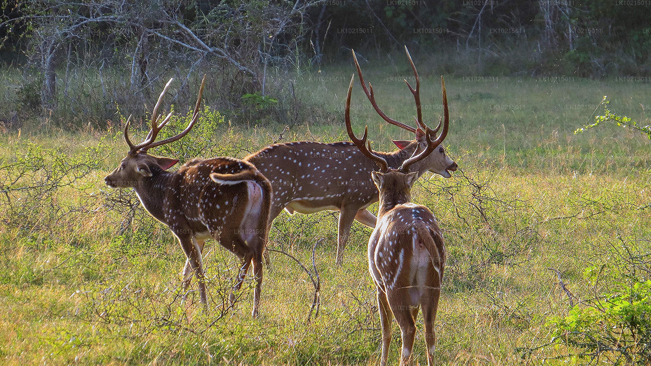 Wild Wonders & Sacred Spaces Tour from Galle (2 Day Private Tour)