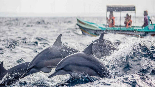 Dolphin Watching Boat Tour from Kalpitiya