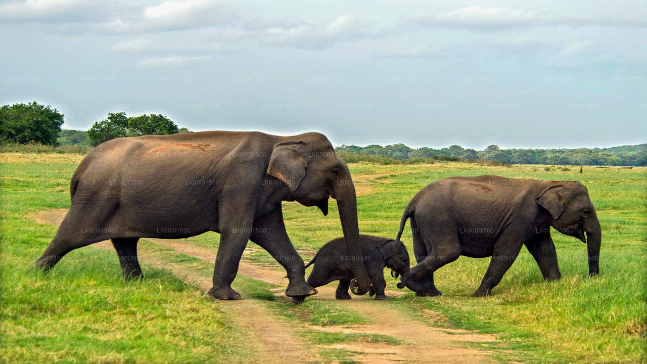 Polonnaruwa Ancient Kingdom and Wild Elephant Safari from Dambulla