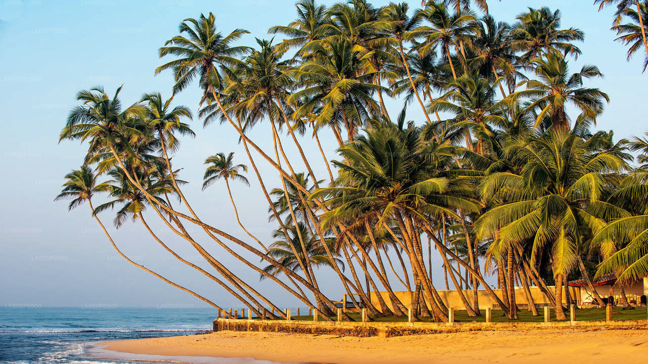 Hidden Temples and Secluded Coastlines Tour from Galle