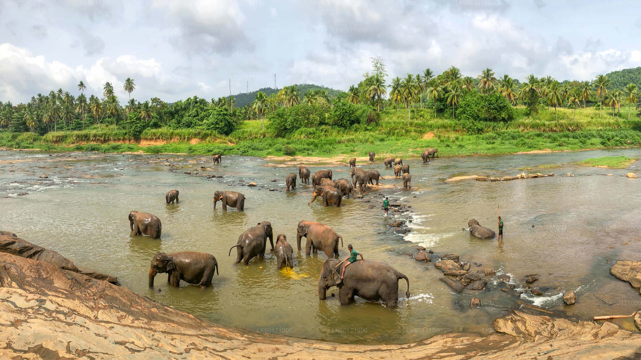 Pinnawala Elephant Orphanage from Kandy