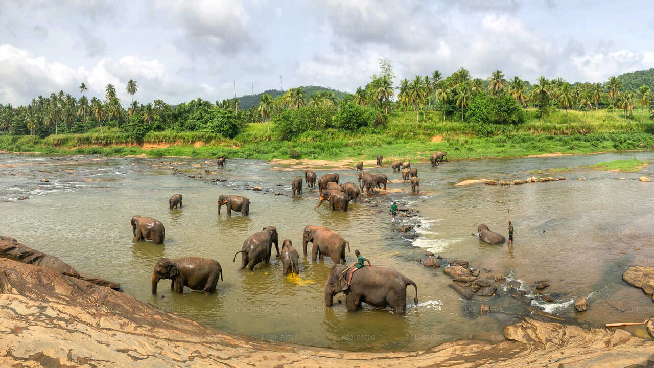Pinnawala Elephant Orphanage from Negombo