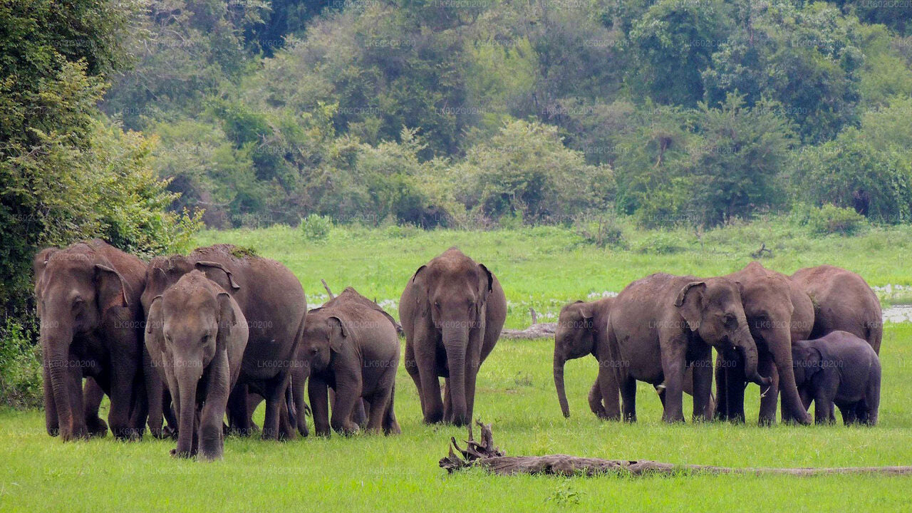 Udawalawe National Park Safari from Weligama