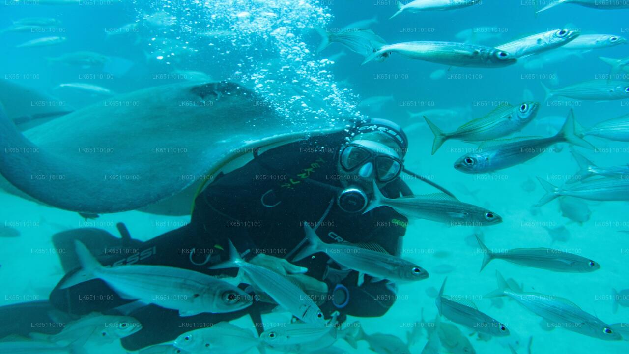 Pro Scuba Diving from Bentota