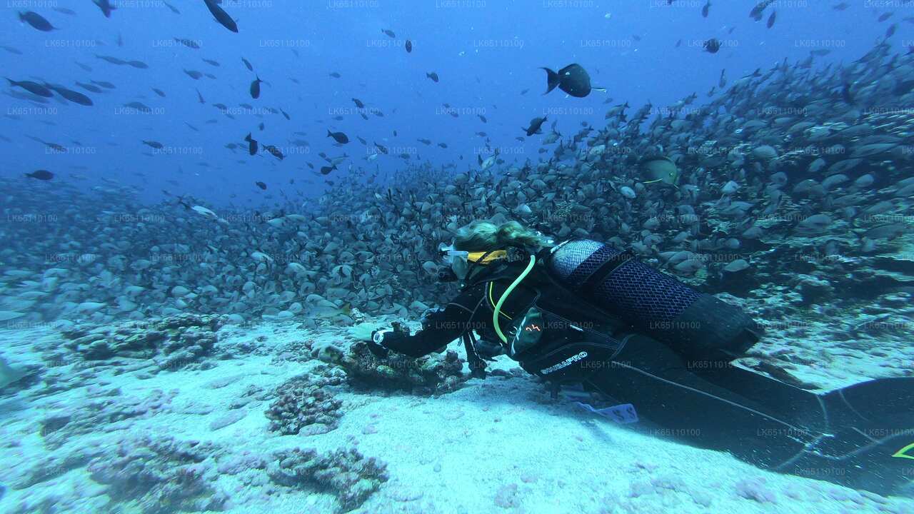 Pro Scuba Diving from Bentota