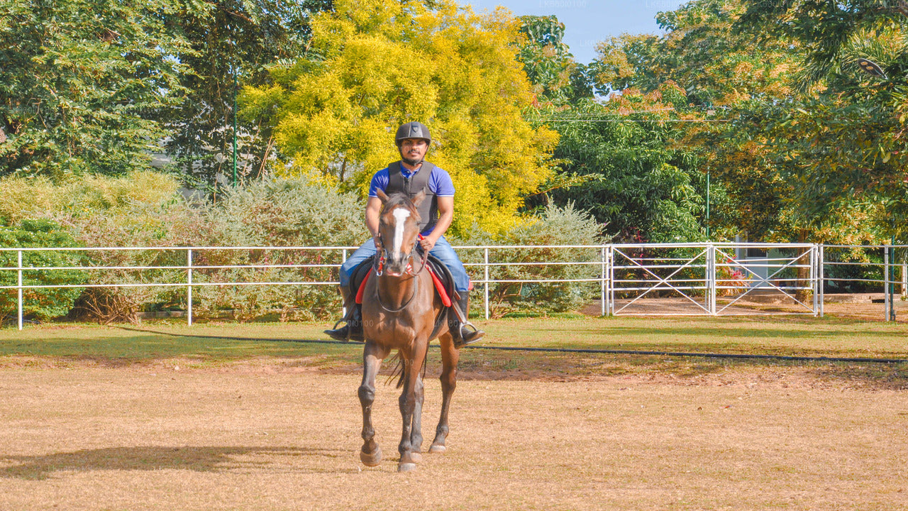 Horse Riding for Beginers from Dambulla