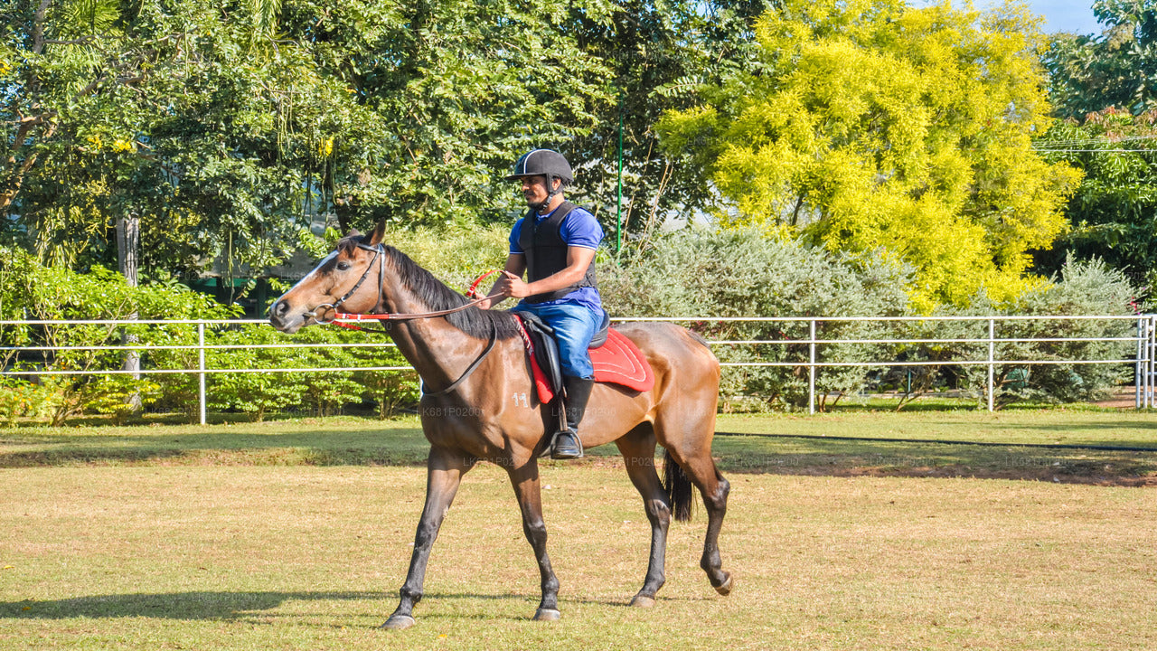 Horse Riding for Professionals from Negombo