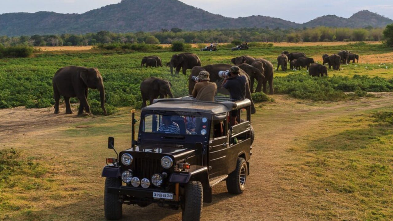 Yala National Park Entrance Ticket