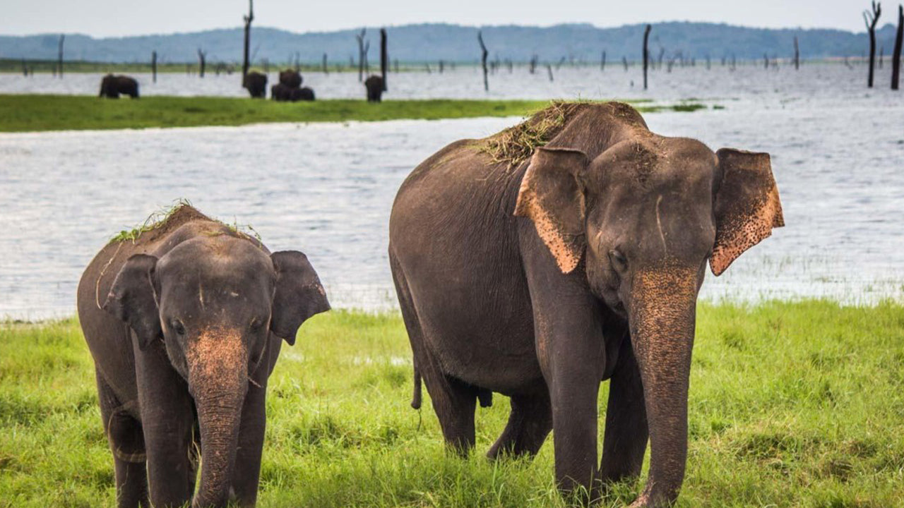 Bundala National Park Entrance Tickets