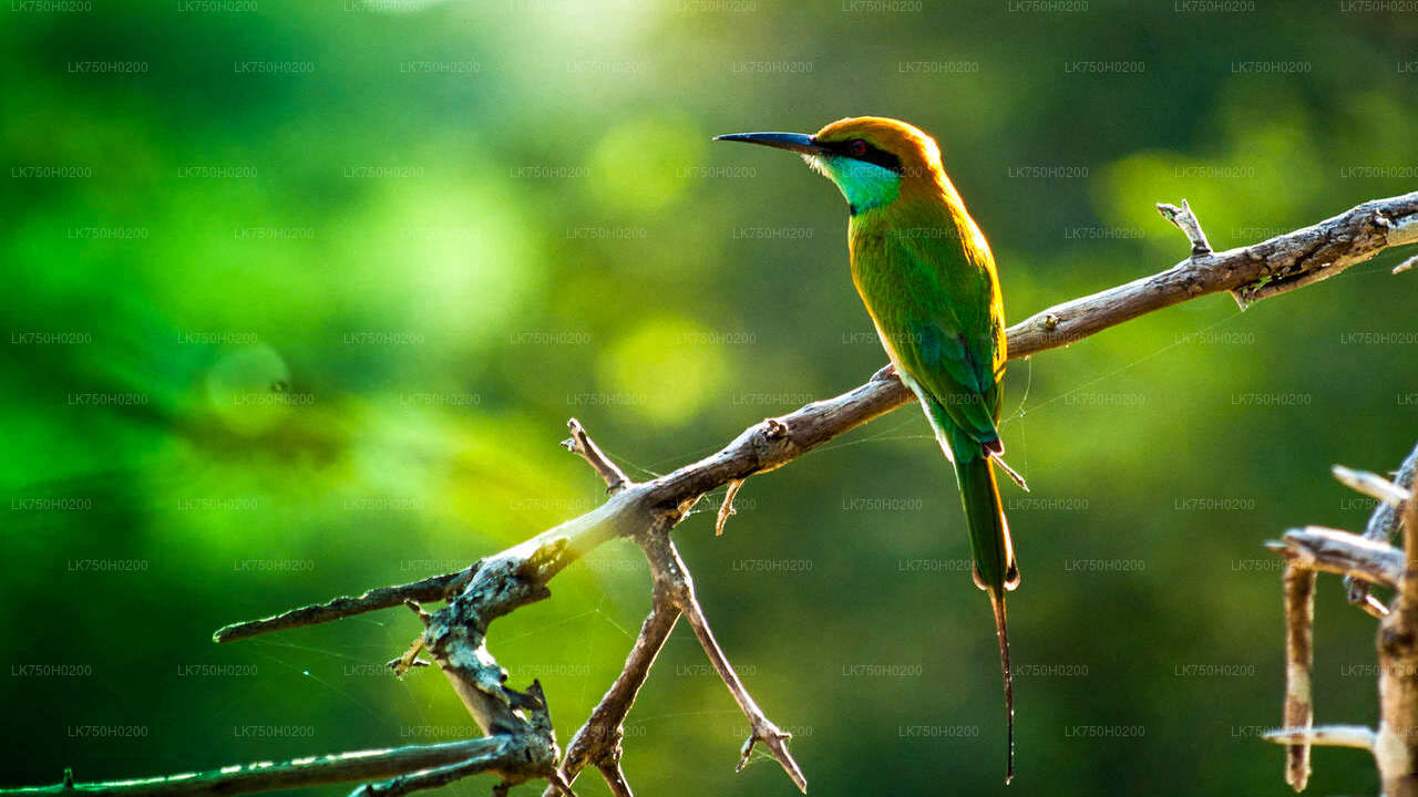 Birdwatching at Muthurajawela Marsh from Colombo