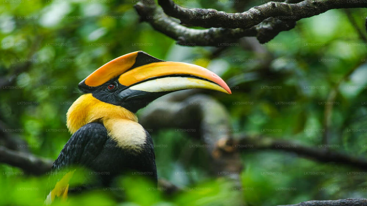 Birdwatching at Anawilundawa Sanctuary from Colombo