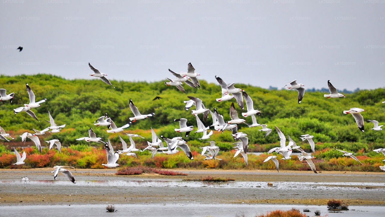 Birdwatching Walk in Sigiriya Countryside