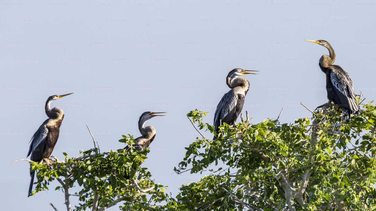 Birdwatching Safari at Kumana National Park
