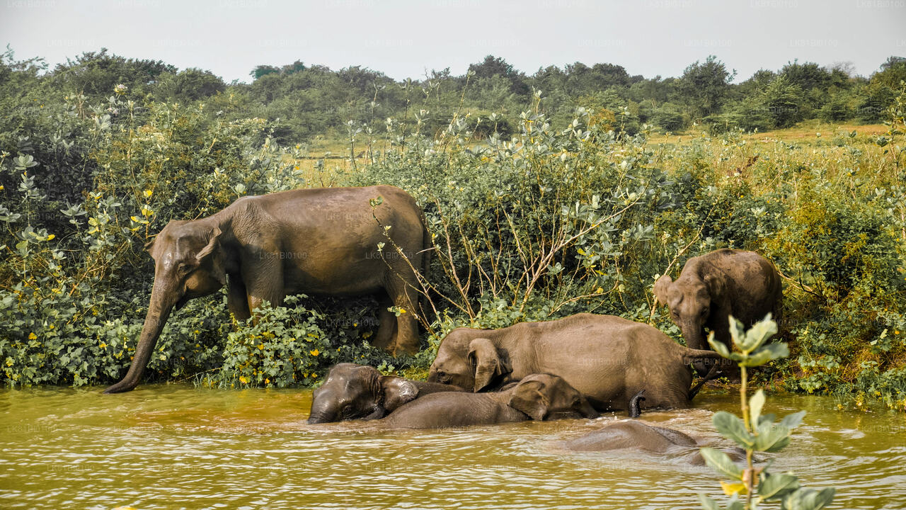 Udawalawe National Park Safari from Hambantota Seaport