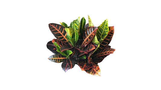 Lakpura Florida Select Croton (50 Leaves)