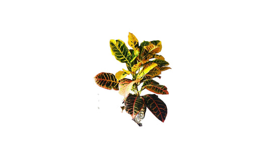 Lakpura Petra Croton (50 Leaves)