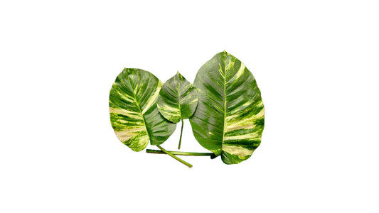 Lakpura Epipremnum Aureum Pothos (20 Leaves) Medium