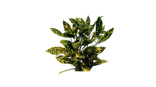 Lakpura Gold Dust Croton (50 Leaves)