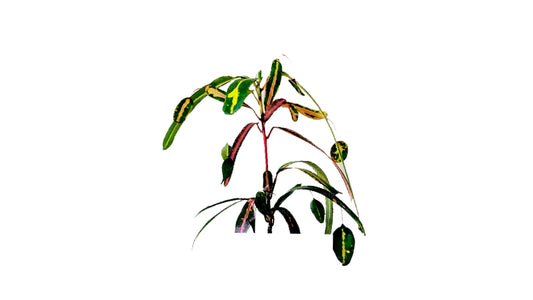 Lakpura Victoria Gold Bell Croton (50 Leaves)
