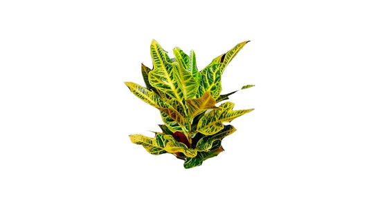 Lakpura Oakleaf Croton (50 Leaves)
