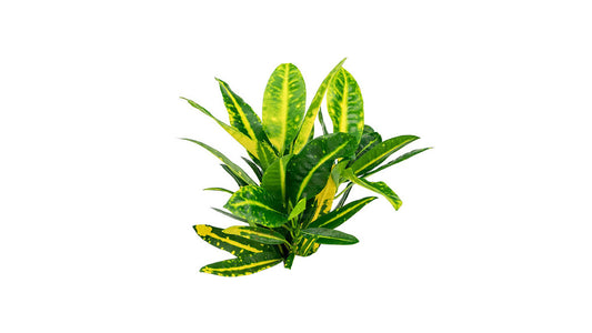 Lakpura Sunny Star Croton (50 Leaves)