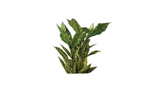 Lakpura Superstar Croton (50 Leaves)